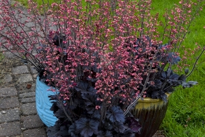 Heuchera 'Timeless Night' 